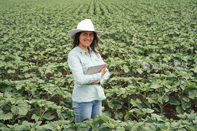一个微笑的农妇在农田中间检查向日葵幼苗的肖像。用数码平板电脑散步，检查植物。农业职业。