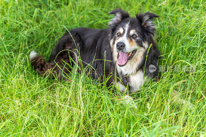 边境牧羊犬躺在乡间