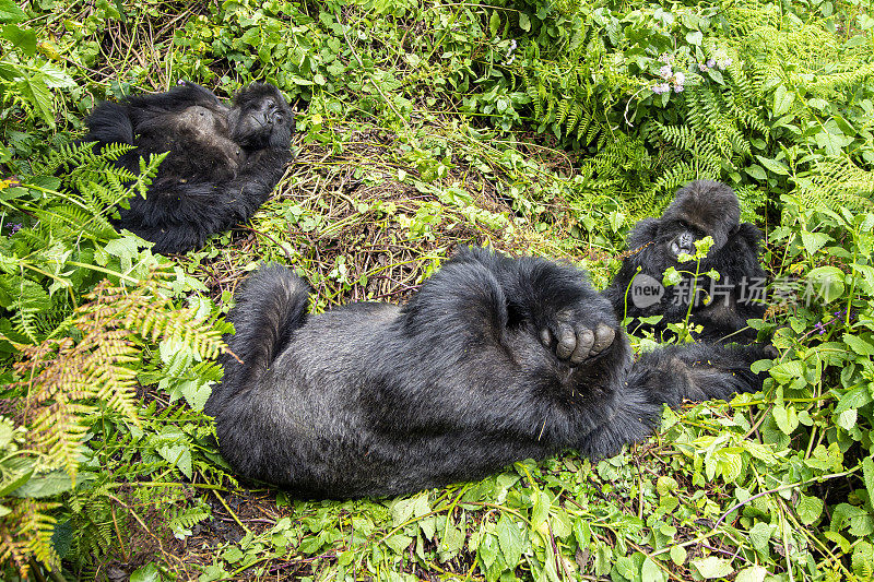 山地大猩猩一家在丛林中放松，野生动物拍摄，刚果