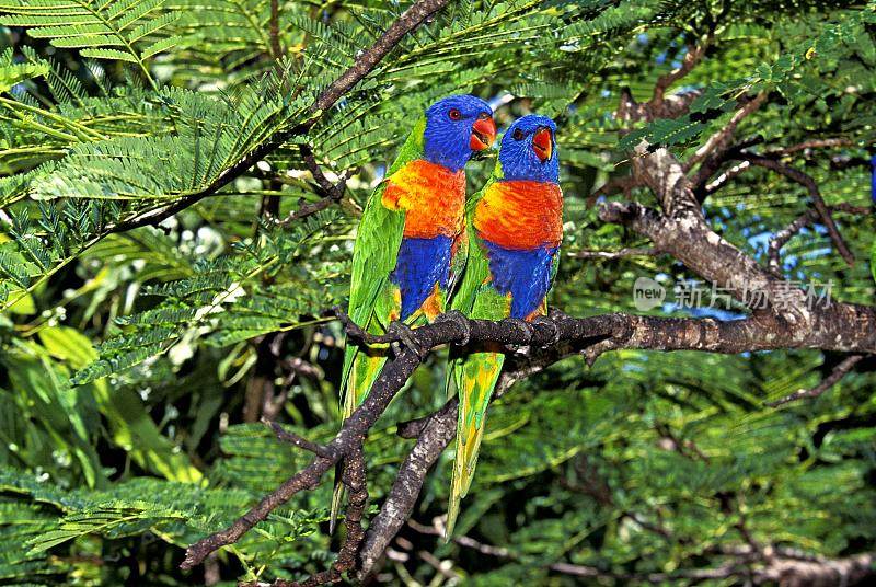 彩虹鹦鹉，毛舌鸟，成年站在澳大利亚枝上