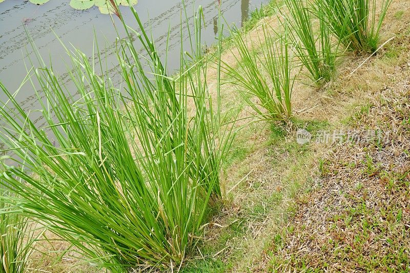 香根草的自然概念背景