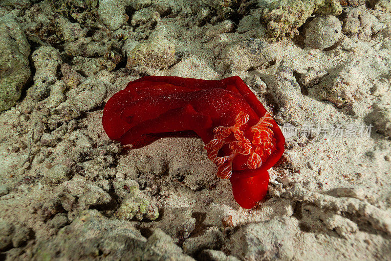 海洋生物。彩色的海蛞蝓水下生物裸鳃