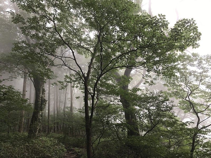 日本爱媛的Saragamine山(四国100座名山)