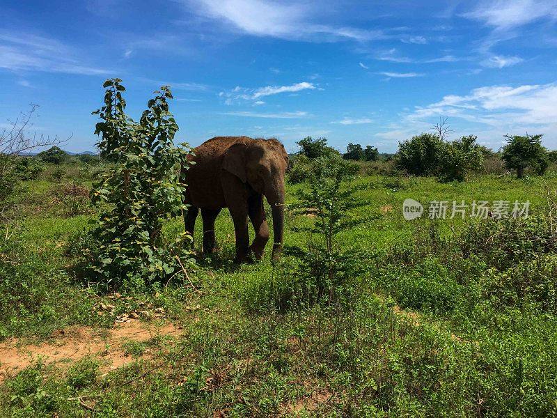 斯里兰卡Udawalawe国家公园的野生动物野生动物园