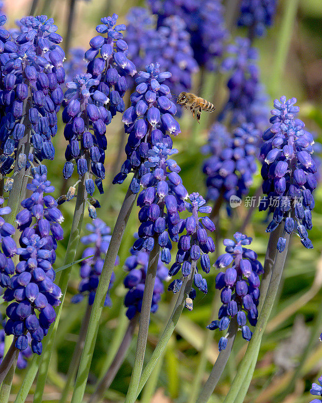 一只蜜蜂在圣地亚哥的花园里拜访春天盛开的风信子