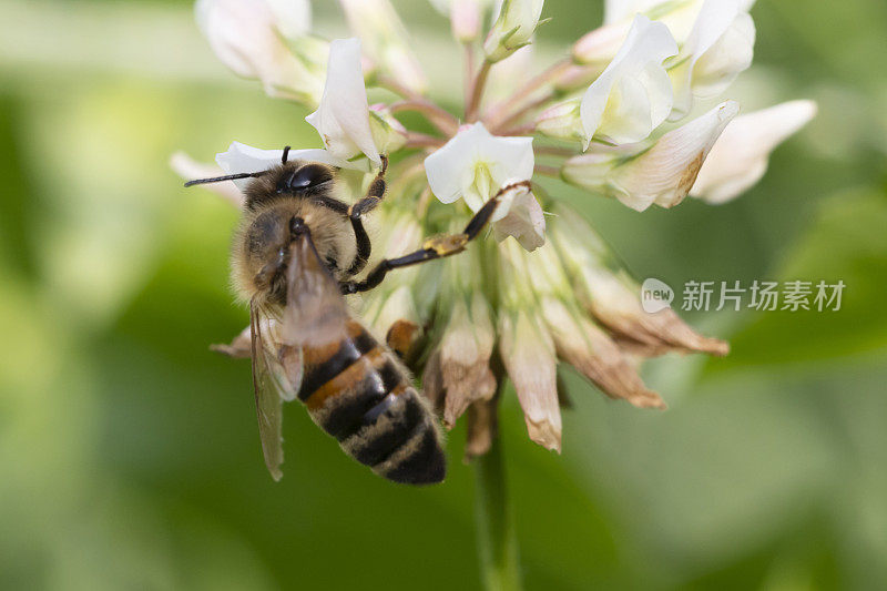 蜜蜂或花上的蜜蜂