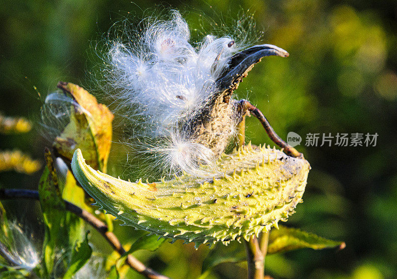 马利筋豆荚