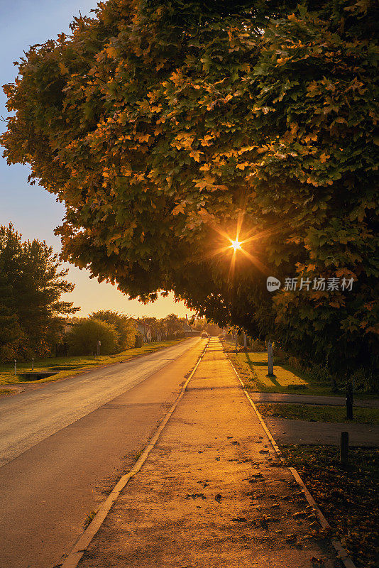 美丽的闪耀在枫树和阳光在街道人行道在秋天的傍晚
