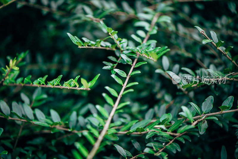 植物与花:蔷薇科