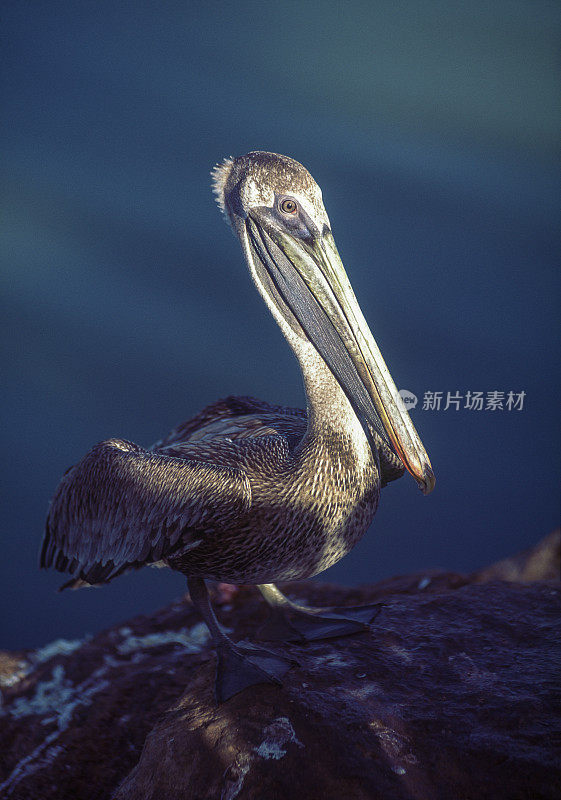 棕色鹈鹕站在海滩的岩石海岸上