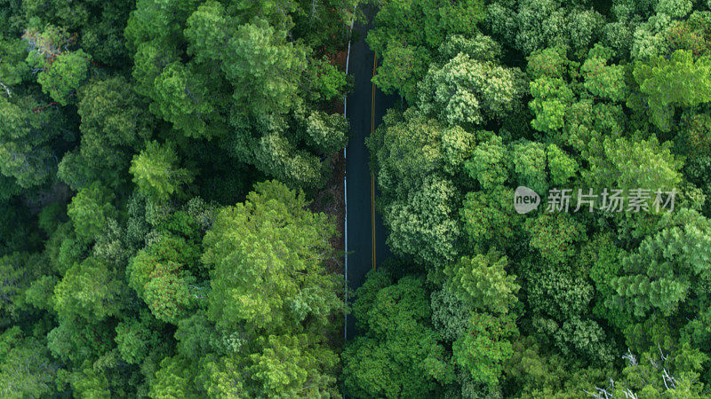 空旷的道路在红木森林-自上而下无人机射击