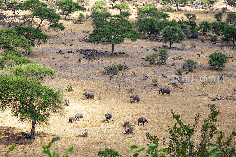 坦桑尼亚塔兰吉尔，东非树木大草原，有大象。