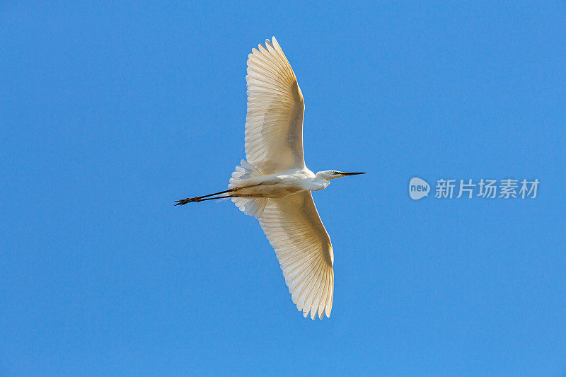 在伏尔加河的蓝天中飞翔的大白鹭