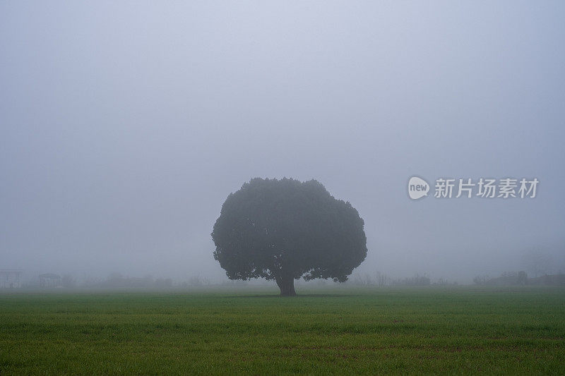 雾中的孤独树