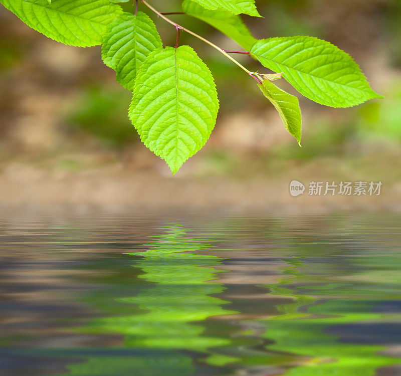 山毛榉枝与绿叶在水面上的倒影