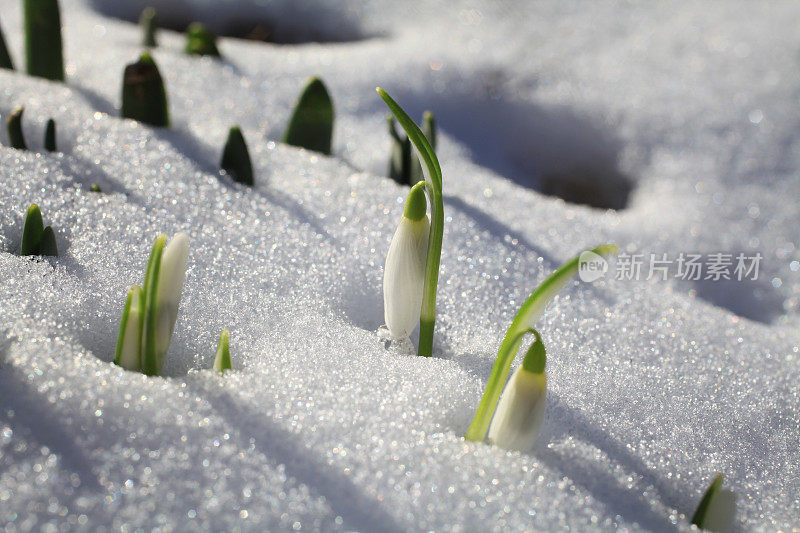 雪花莲从雪中出来