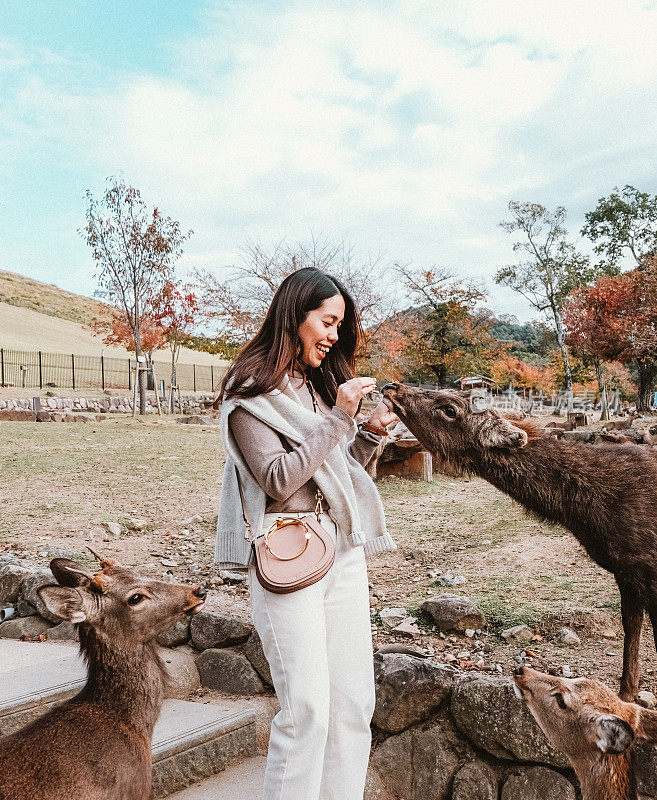 在日本奈良，亚洲年轻女子遇见和喂养可爱的鹿。