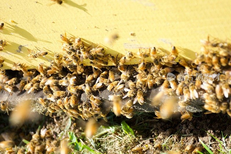 蜂箱入口的蜜蜂