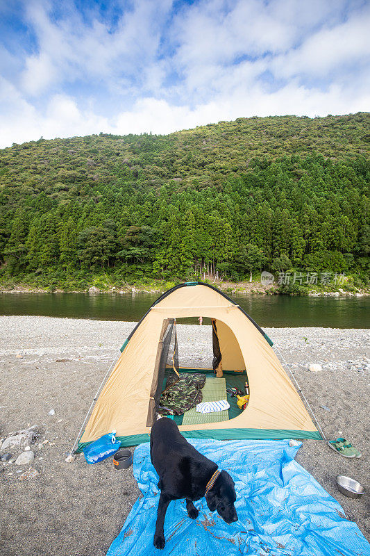 黑色拉布拉多犬，在湖边的山上搭着野营帐篷