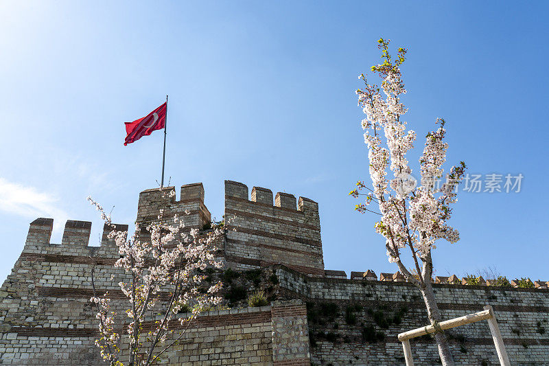 伊斯坦布尔拜占庭墙的一段新开花的苹果树。