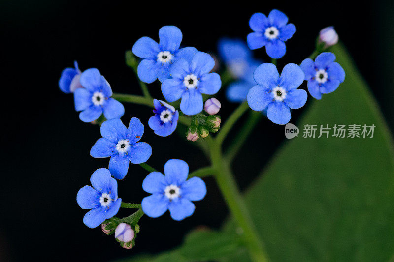 一个开花的勿忘我植物的特写