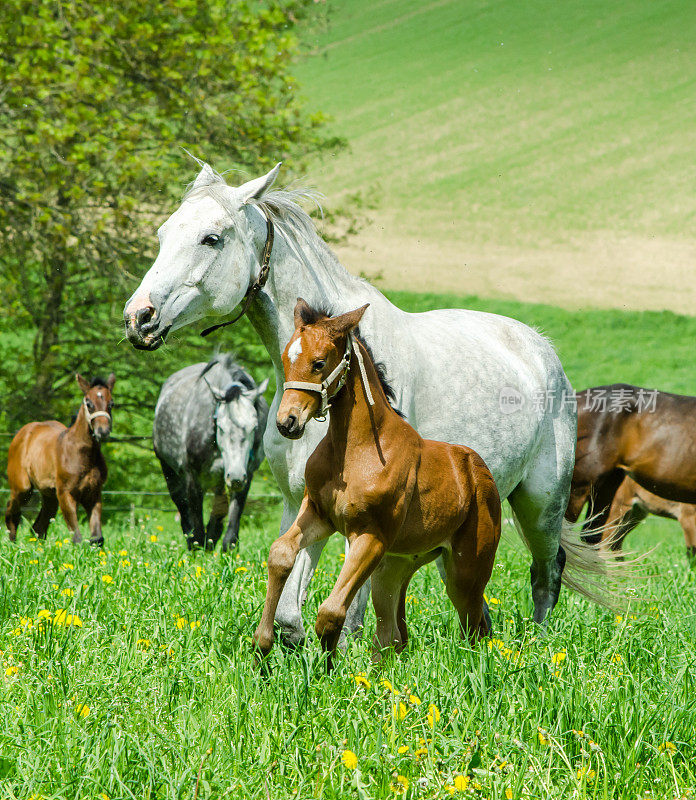 在牧场上饲养母马和小马驹的马群-温血马