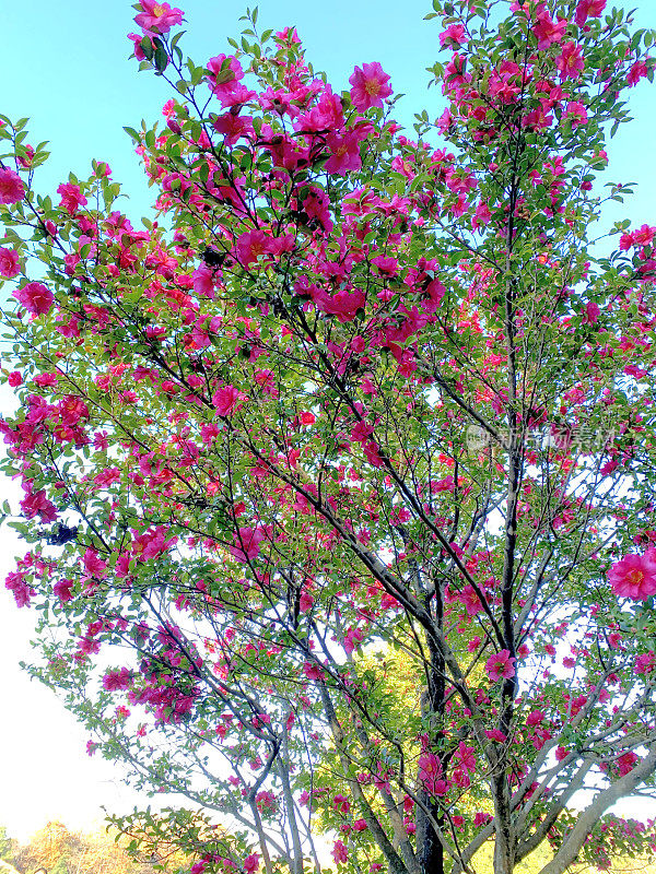 山茶花油茶花