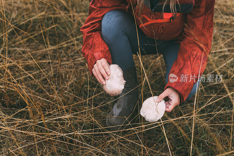 不知名的女性自然爱好者在草地上采摘蘑菇