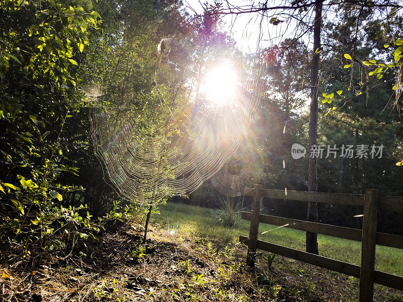 当清晨的太阳升起时，蜘蛛网在风中起舞，为错综复杂的蛛网增添了细节。