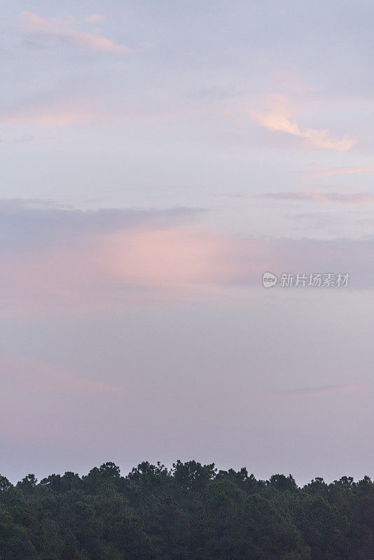 森林树梢的轮廓在黎明的云朵下，粉红色的斑块在中心
