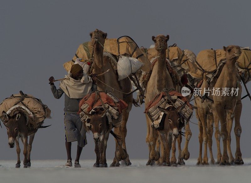 在埃塞俄比亚阿法尔地区的盐滩上运输盐的骆驼商队的极端特写肖像。