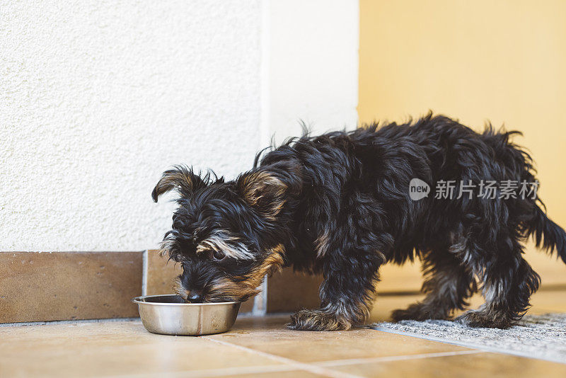 饥饿的约克郡小猎犬正在吃他的晚餐