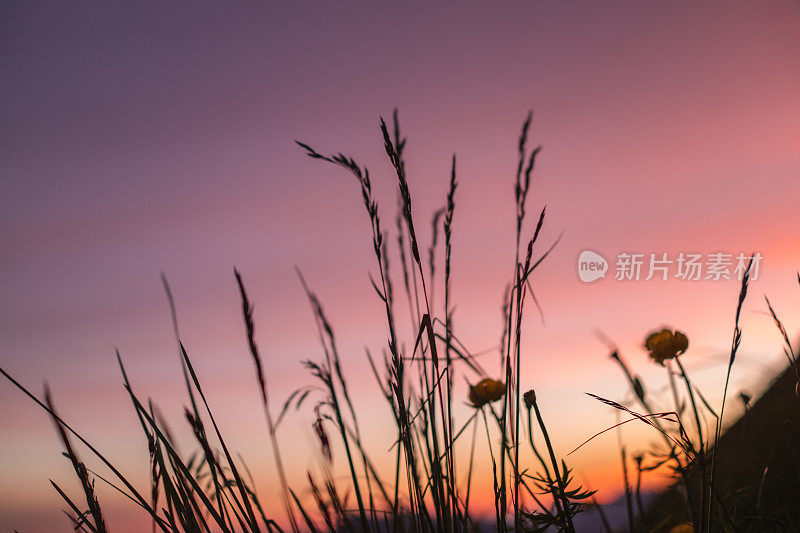 黎明时分的花草风景