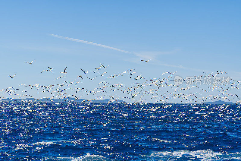 饥饿的海鸥为鸟儿争食，海鸥飞过大海，在船的后面发现小鱼