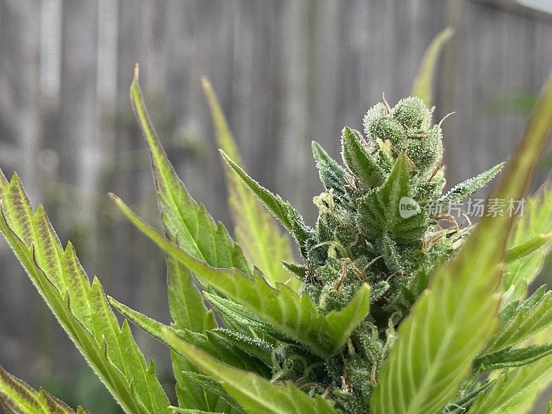 大麻植物