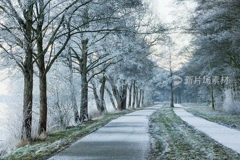 在冬天的雪景中有树木环绕的小径