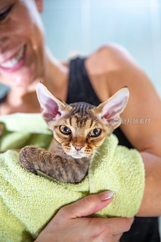 可爱的德文雷克斯猫肖像在浴巾放松淋浴后