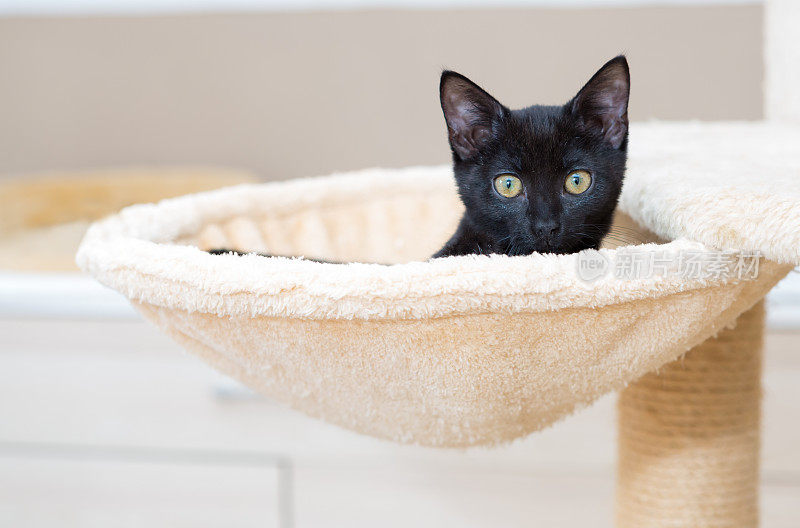 黑猫在宠物床里放松