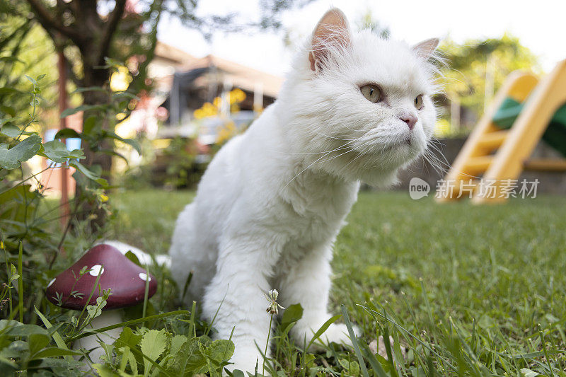 一只白猫在花园里散步。住在房子里的家猫。