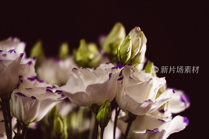 美丽的花束与白色的洋桔梗或芡实花在黑色的背景上。