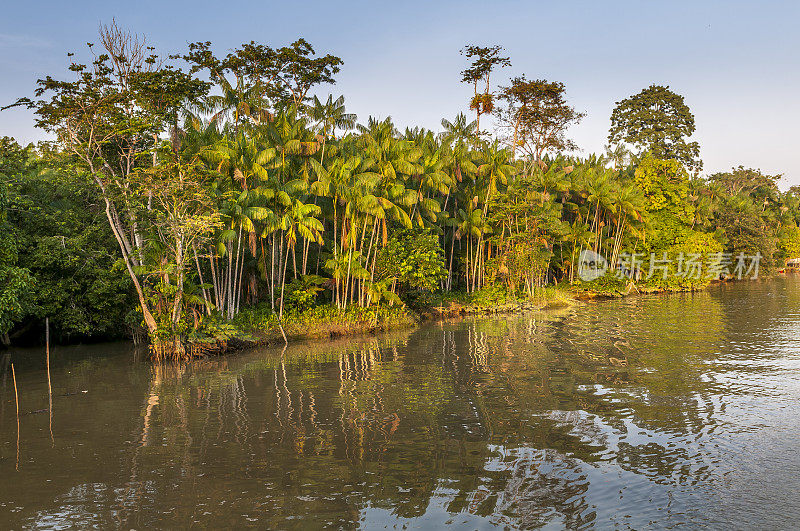 巴西雨林中的亚马逊河