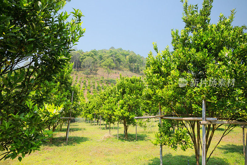 中国麦省果树种植园