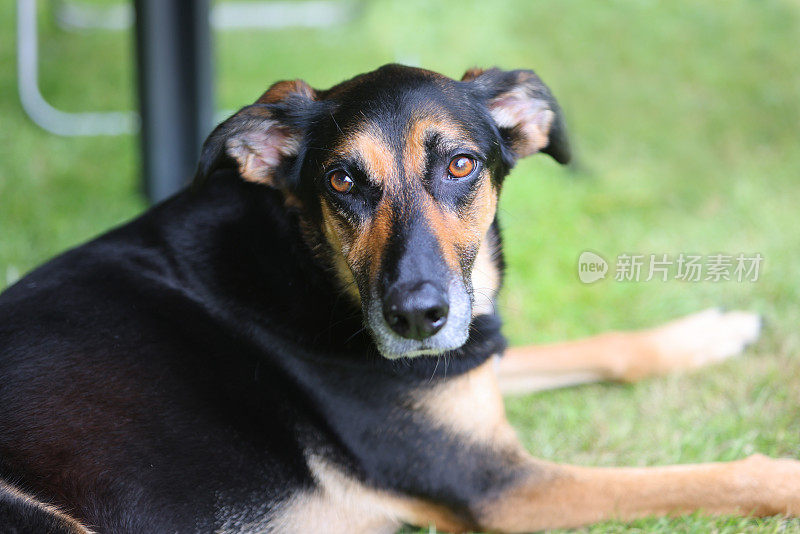 各种姿势的满足的老悲伤的德国牧羊犬交叉