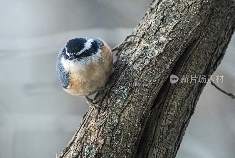 Red-Breasted五子雀