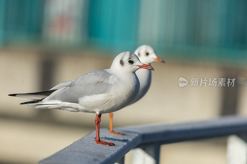 两只黑头鸥