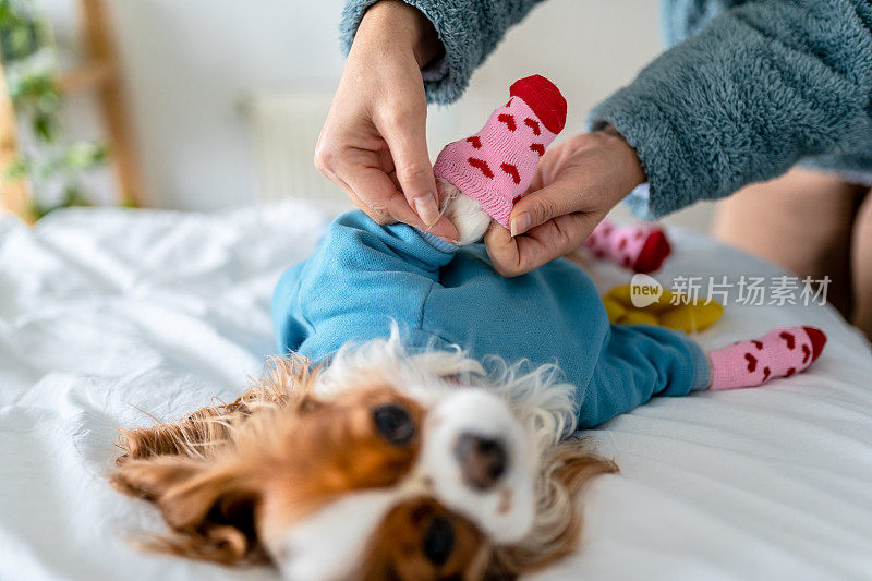 年轻的骑士查理王猎犬被主人穿着狗袜和安全鞋