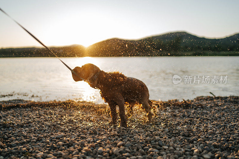 狗抖掉水