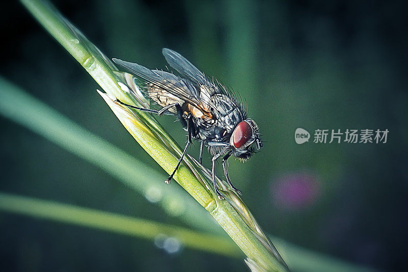 家蝇家蝇类昆虫