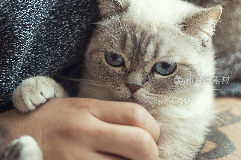 膝上一只可爱的蓝眼睛的白色猫的肖像