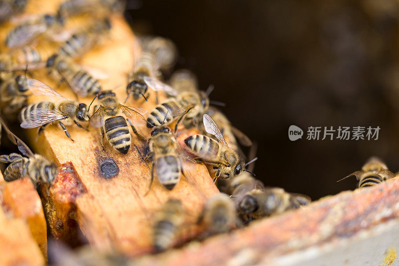 蜜蜂蜂房，微距摄影，复制空间